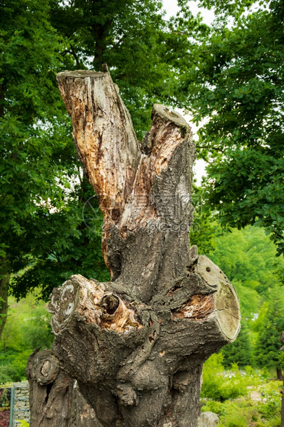木制的破坏与青绿年轻树木相对的死桩干坚持不懈并站立起来的概念Tall损坏干枯木树枝以对抗绿的旧残骸树干林木在绿附近皮旁图片
