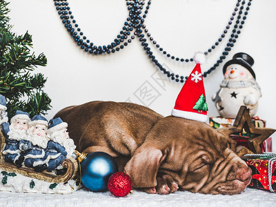 年轻迷人的小狗和明亮圣诞装饰品特写镜头白色孤立的背景工作室照片顾教育培训和饲养动物的概念年轻迷人的小狗和明亮圣诞装饰品白色的种口图片