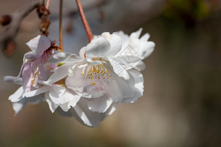 冬天花床Higgan樱桃普鲁努斯紧的花头盛开图片