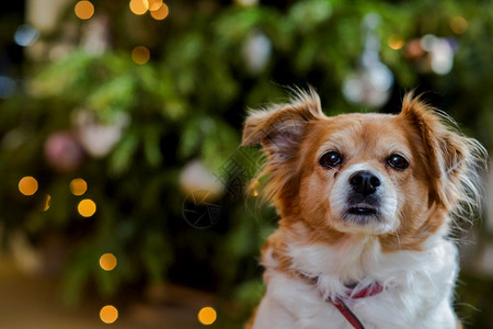 快乐棕色可爱狗的肖像散景背的微笑狗头像彩色特写快乐棕可爱狗的肖像散景背的微笑狗头像品种日落图片