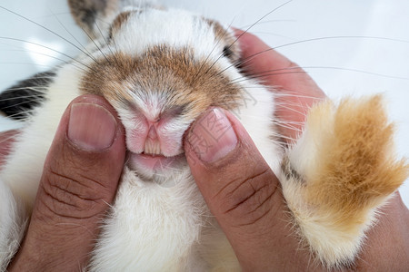 兽医查看兔子的牙齿图片
