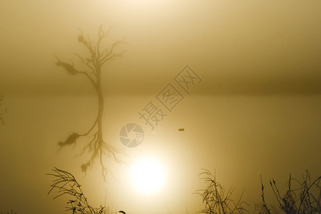 一棵湖和树的影像日出在背光下黑暗的金黄色图片