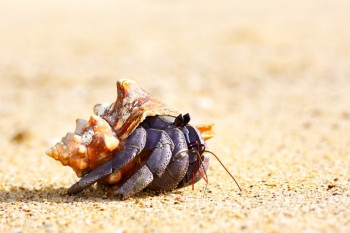 安达曼海沙滩上的寄居蟹贝壳生物螃图片