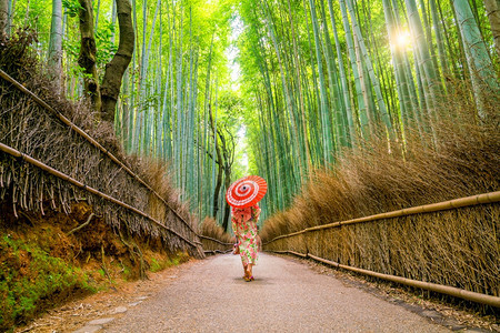 吸引力竹子岚山传统Yukata妇女与红伞在日本京都的青山竹林中图片