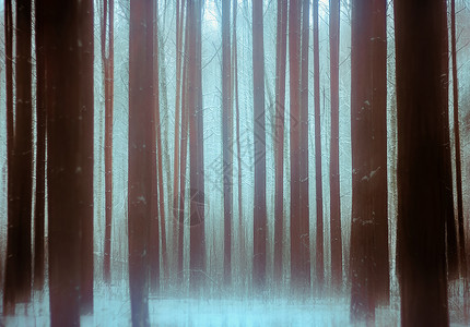下雪的宁静自然冬季雪林中的树木灌丛冬季雪林中的树木被模糊图片