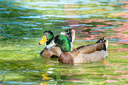 自然野鸭被介绍为宠物绿头漂浮在清水表面快乐的马拉德鸭子上笑马拉德鸭户外鸡喙高清图片素材