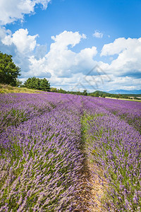 缬草素绽放薰衣法国普罗旺斯的紫花草地蓝色天和云彩图片