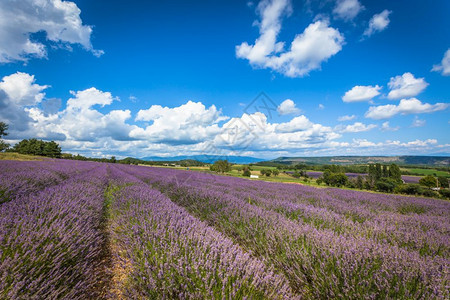 法语国普罗旺斯的紫花草地蓝色天和云彩丰富植物图片