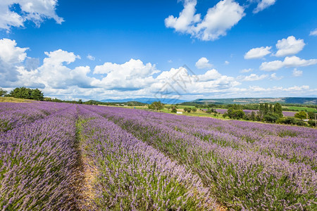 宽的农田法国普罗旺斯的紫花草地蓝色天和云彩品红图片