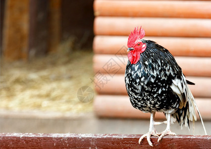 宠物红色的家禽黑和白羽毛的美丽公鸡肖像头顶上一个红扇贝其背景模糊墙壁是木和复制空间的墙壁并模仿空间长成黑色和白羽子的美丽公鸡画像图片