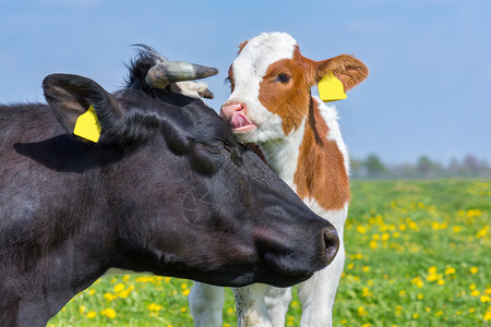 绽放花朵在盛开的欧洲牧场中母牛和新生幼崽的肖像头白色图片