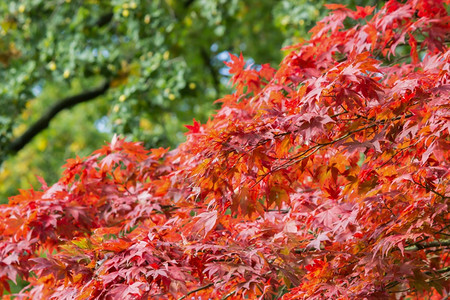 质地绿色枫树叶红秋和绿背景的树叶分支图片