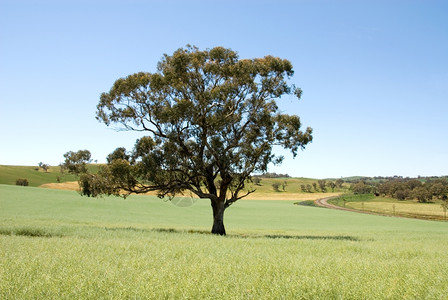 在澳洲西南新威尔士的农场上一棵孤单的树牧场新木图片