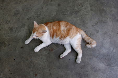 漂亮的可爱黄泰猫放松垫懒惰图片