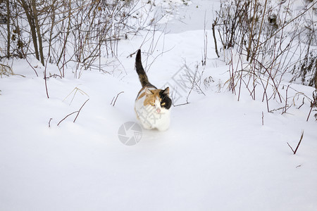 白色的毛皮霜在森林或公园附近的雪地上行走野生的家畜在三花猫里行走图片