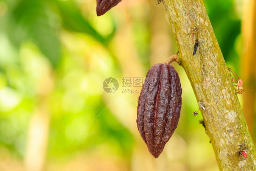 热带丛林CacaoTreeTheobromacacao自然界中的有机可果荚豆图片