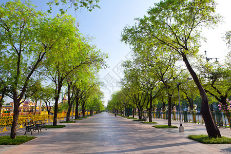 大街乡村的树木泰国曼谷美丽的夏日避暑树边图片