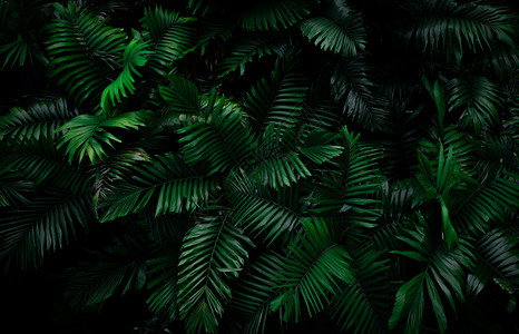 林中黑暗的绿野生叶底深褐色子在夜间花园里生长大自然抽象背景热带森林中美丽的黑绿树叶纹质植物学黑色的户外图片