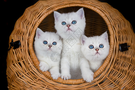 英国的三只年轻白猫在韦德篮子里小猫蓝色的图片