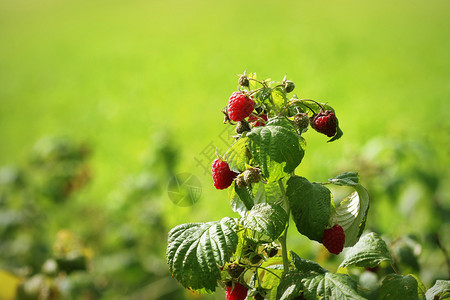 新鲜的维他命在花园里有成熟的红草莓在一个花园里有成熟的红浆果营养图片