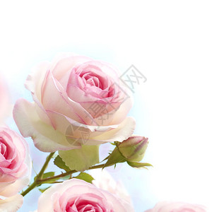 粉红玫瑰背景花岗边有从蓝到白的紫色辐射剂献给浪漫或情爱卡紧闭花朵浪漫粉红色玫瑰背景花束为了的图片