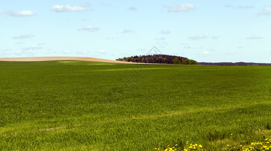 春天风郁葱在地平线上黄犁田夏季草地谷类未开垦沙林间没有麦子和片图片