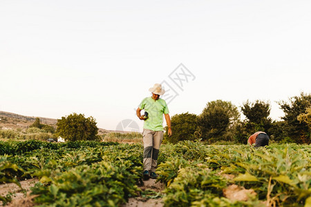 他的园艺种植者在收获季节工作并新鲜黑茄子或黄豆的人庄稼图片