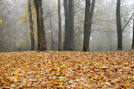 秋季落叶满地的森林图片