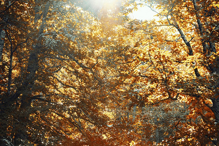 秋季阳光照进森林图片