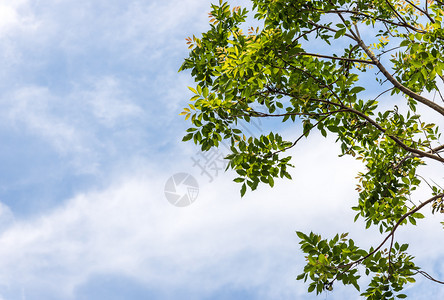 柔软的夏时树枝上鲜叶太阳蓝色图片