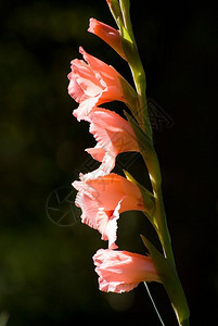 细节新鲜植物唐菖蒲叶大花蕙兰GladiolusgandavensisVanHoutte图片