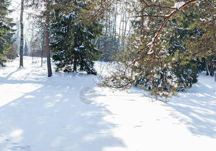 霜雪花在森林中有树阳光充满活力图片