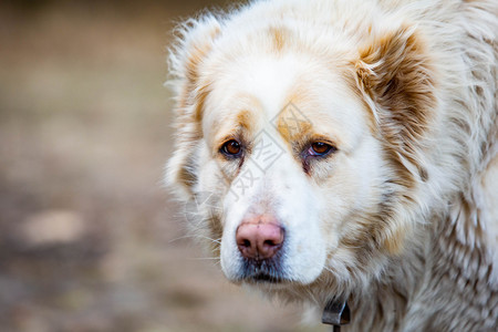 中亚牧羊犬在白天特写可爱中亚牧羊犬在白天特写可爱亚洲人动物毛皮图片