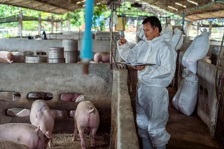 杂交种生长粉色的亚洲兽医在猪养场动物和养业工作并检查图片