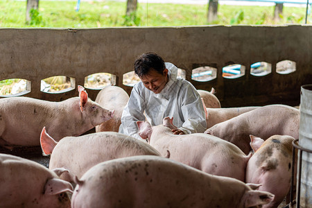 年轻的工人行业亚洲兽医在猪养场动物和养业工作并检查图片