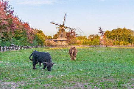 荷兰语建筑学古典土丘景观绿草牧场放高地牛和风车图片