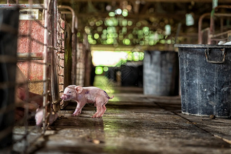 工人行业生长猪养殖场动物和猪业新生农民高清图片素材