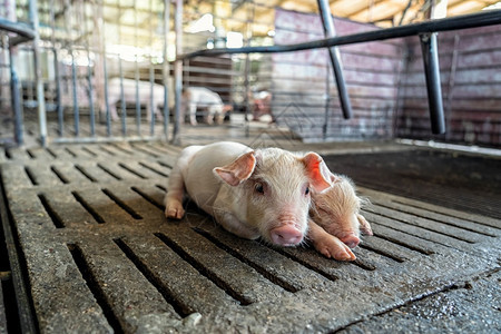 猪养殖场动物和猪业新生食物农村总的室内的高清图片素材