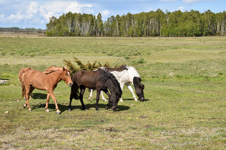 阳光斯道拉在瑞典奥兰岛的StoraAlvaret大草原上放牧马匹比亚图片
