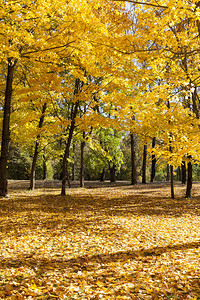 秋天公园里的树林图片