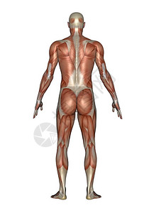 运动肌肉发达裸在白色背景中被孤立的人类现实后背肌肉人3D转化图片