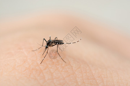 亲近蚊子吸人皮肤的血夏天基孔肯雅热刺图片