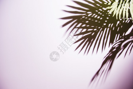 平坦的婚礼时髦绿棕榈叶粉红背景阴影图片
