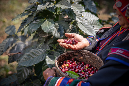 农民手中的有机红樱桃咖啡豆莓果收获分支有机的背景图片