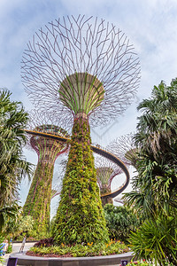 泰国地标花关闭新加坡最受游客欢迎的植物园空中观光景象在新加坡旅游者们眼中图片