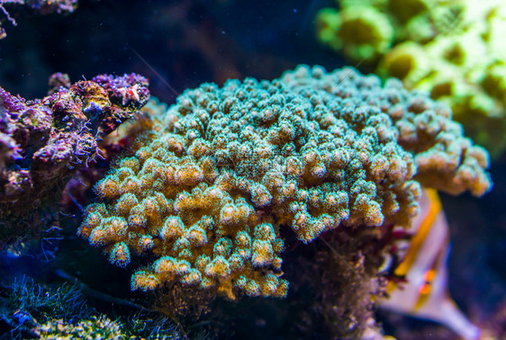 装饰热带石质珊瑚薄饼水族馆常用装饰动物海洋生背景的紧闭礁宠物图片