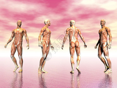 从粉红色背景的人类骨骼3D转化而来的4个角度科学组织运动图片