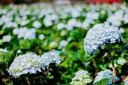 霍滕西亚夏天美丽的蓝花朵在园中盛开泰国图片
