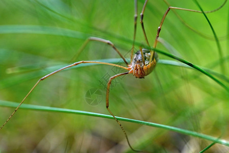 草地上蜘蛛的美丽宏观镜头绿色早晨蛛形纲动物背景图片