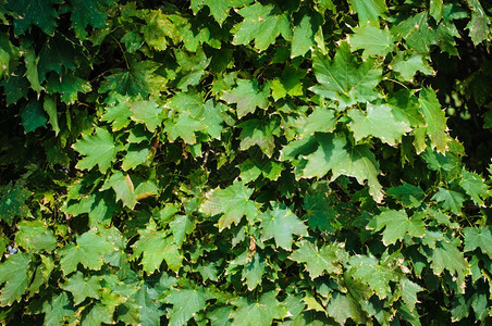 棕色的树叶九月秋季背景绿叶有选择重点黄色的高清图片素材